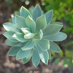 Euphorbia nicaeensis