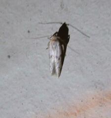 Hypatopa punctiferella