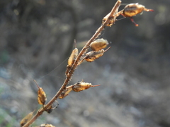 Sairocarpus