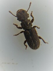 Aralius wollastoni