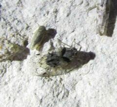 Melanoliarus aridus