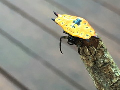 Gasteracantha quadrispinosa