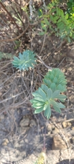 Euphorbia nicaeensis