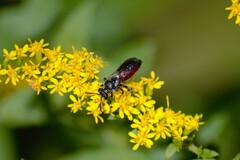 Sphecodes johnsonii