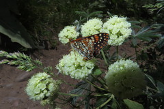 Euphydryas