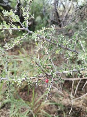 Condalia warnockii