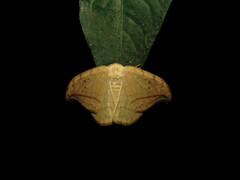 Drepana arcuata
