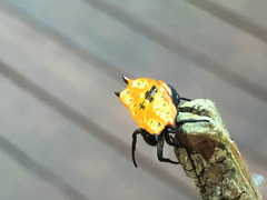 Gasteracantha quadrispinosa