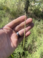 Elionurus tripsacoides