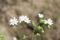 Moscharia pinnatifida