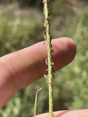 Elionurus tripsacoides