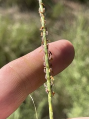 Elionurus tripsacoides