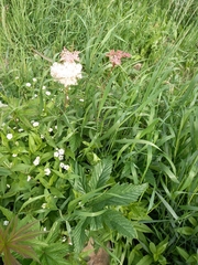 Filipendula palmata