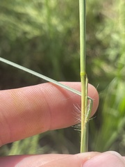 Elionurus tripsacoides