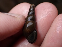 Melanoides tuberculata