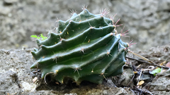 Hamatocactus hamatacanthus