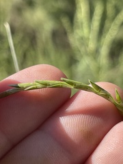 Elionurus tripsacoides