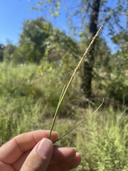 Elionurus tripsacoides