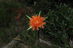 Agoseris aurantiaca