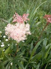 Filipendula palmata