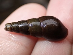 Melanoides tuberculata