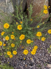 Thymophylla pentachaeta