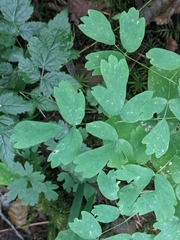 Thalictrum occidentale