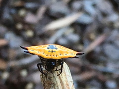 Gasteracantha quadrispinosa
