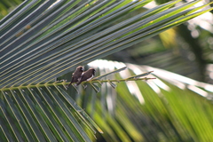 Lonchura leucogastroides