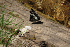 Limenitis weidemeyerii
