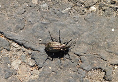 Carabus granulatus