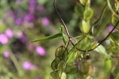 Dioscorea aristolochiifolia