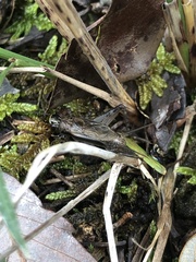 Loxoblemmus sylvestris