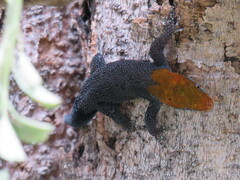 Gonatodes albogularis