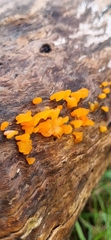 Dacrymycetaceae