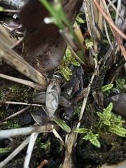 Loxoblemmus sylvestris