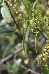 Dioscorea aristolochiifolia
