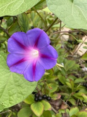 Ipomoea purpurea