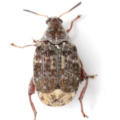 Merobruchus julianus