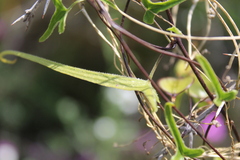 Dioscorea aristolochiifolia