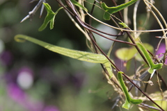Dioscorea aristolochiifolia