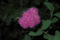 Spiraea splendens