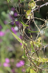 Dioscorea aristolochiifolia