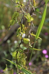 Dioscorea aristolochiifolia