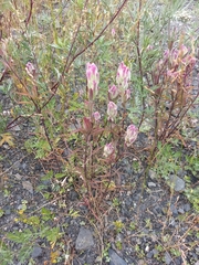 Castilleja rubra