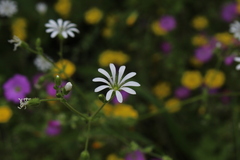 Stellaria chilensis