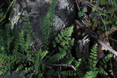 Cheilanthes hypoleuca