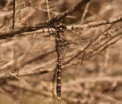 Adversaeschna brevistyla