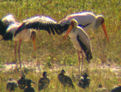 Mycteria ibis