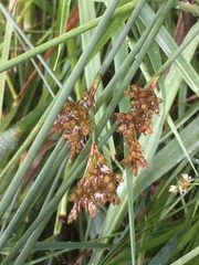 Juncus filiformis